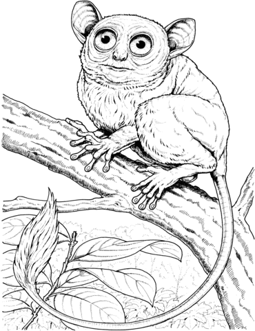 Big Eyed Monkey Coloring Page